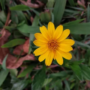 Nature Zone Jungle 4* Munnar